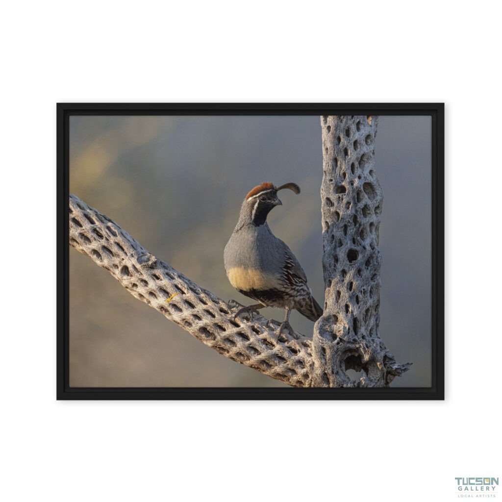Quail on Cholla by Leslie Leathers Photography | Framed Canvas