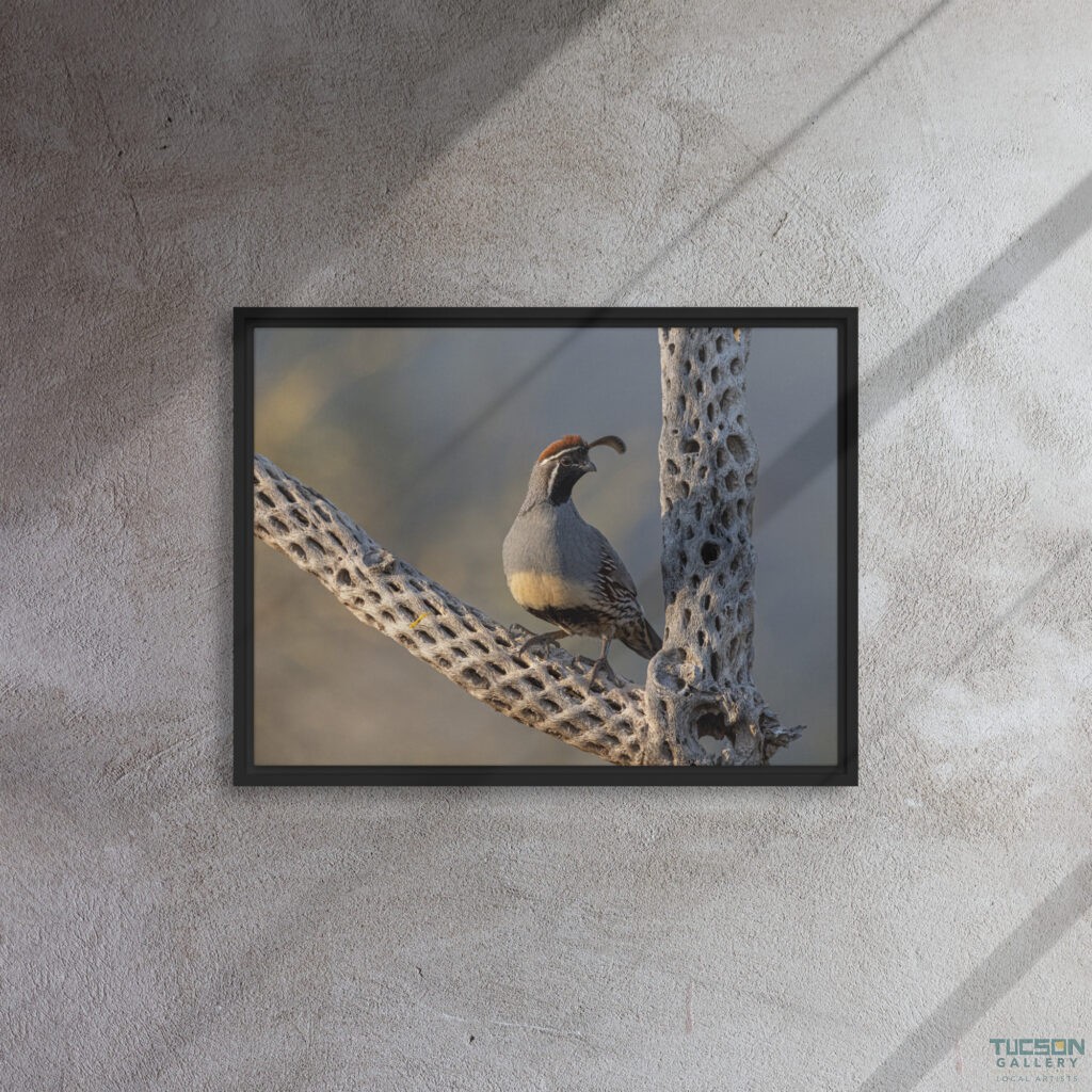 Quail on Cholla by Leslie Leathers Photography | Framed Canvas