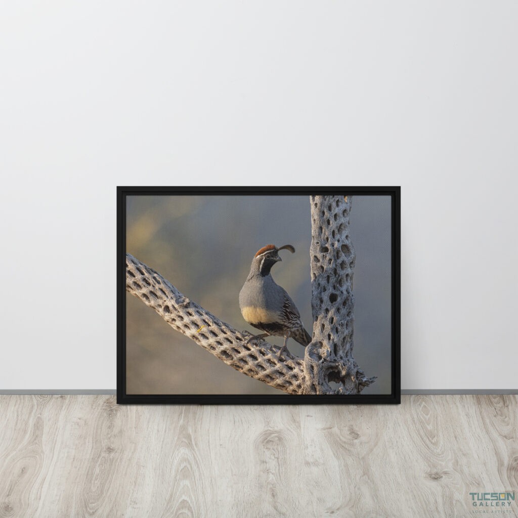 Quail on Cholla by Leslie Leathers Photography | Framed Canvas