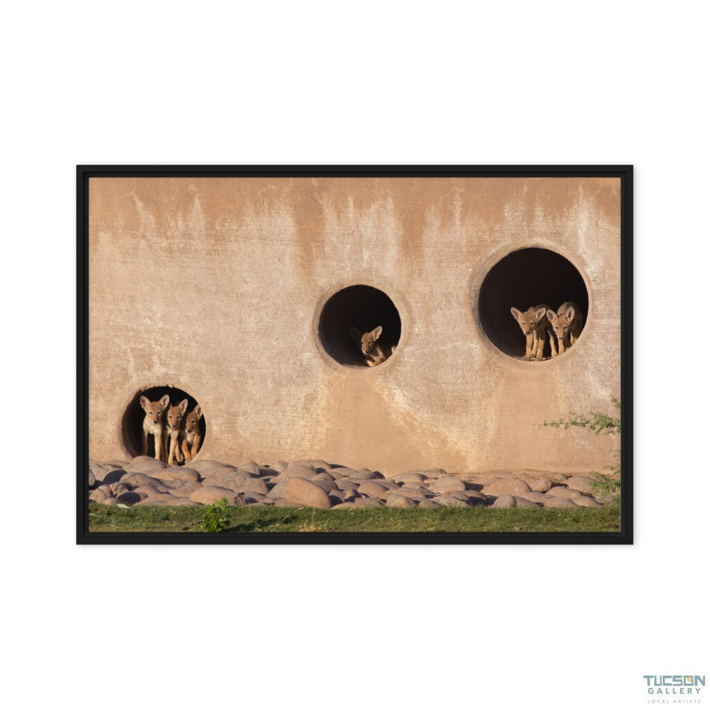 Coyote Condo by Leslie Leathers Photography | Framed canvas