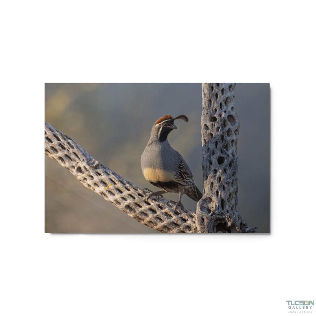 Quail on Cholla by Leslie Leathers Photography | Metal Prints