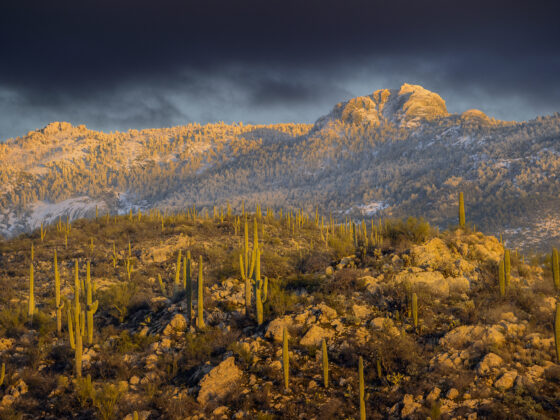 Rincon Mountain Snow by Sean Parker Photography