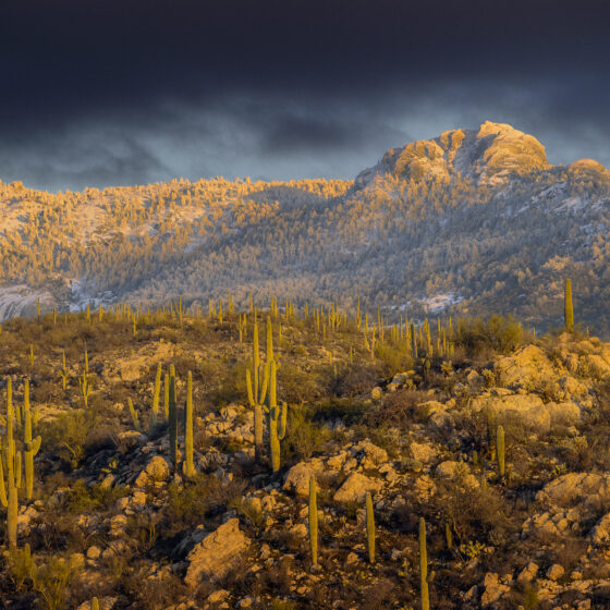 Rincon Mountain Snow by Sean Parker Photography