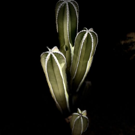 Saguaro Quad by Enrique Aldana Photography