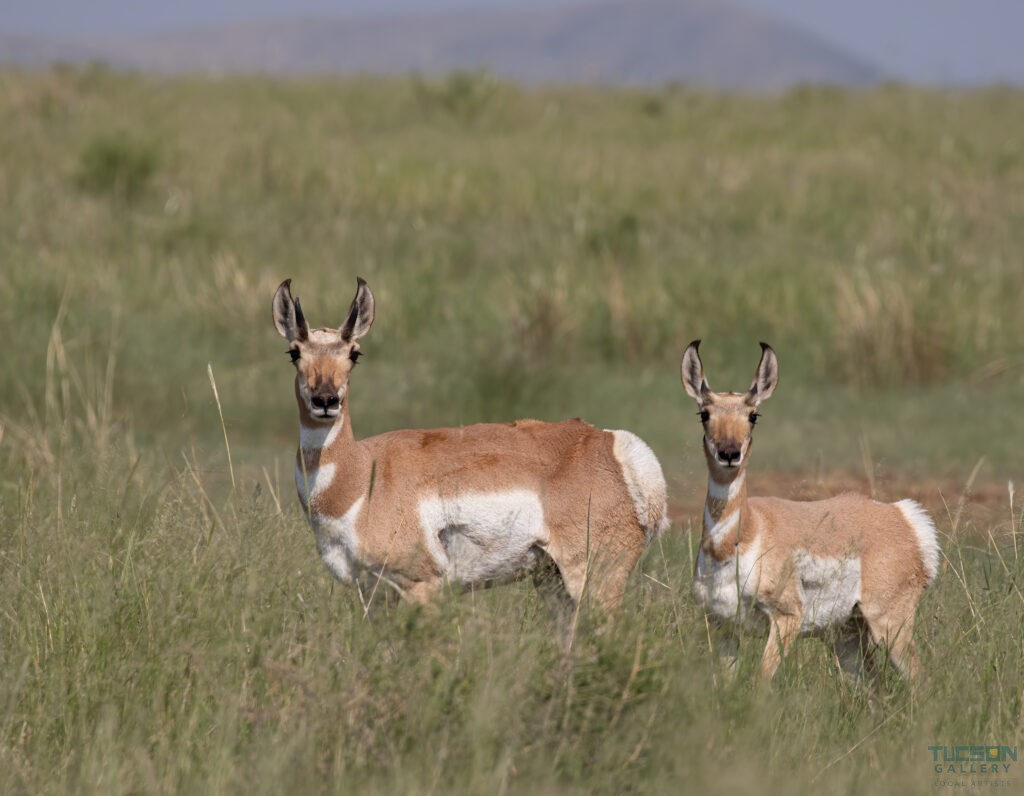 Pronghorn by Leslie Leathers Photography