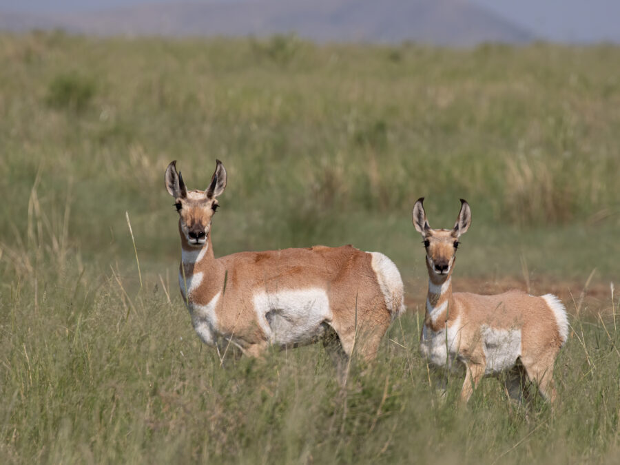 Pronghorn by Leslie Leathers Photography