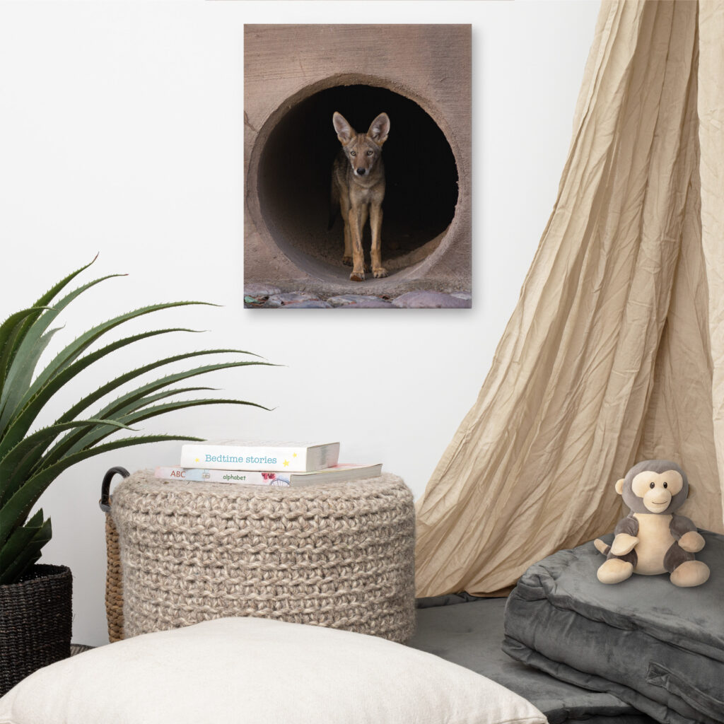 Juvenile Coyote by Leslie Leathers Photography | Wrapped Canvas