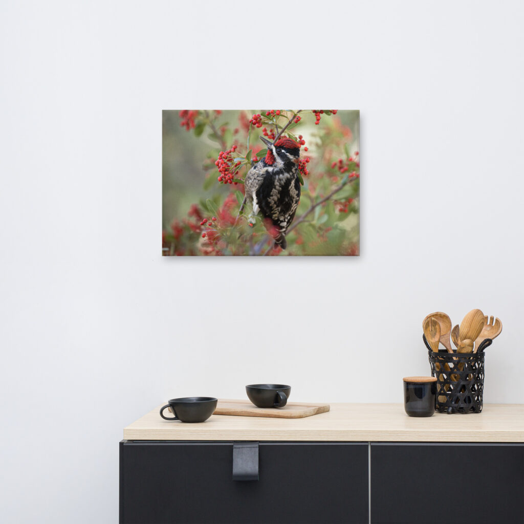 Red Naped Sapsucker by Leslie Leathers Photography | Wrapped Canvas