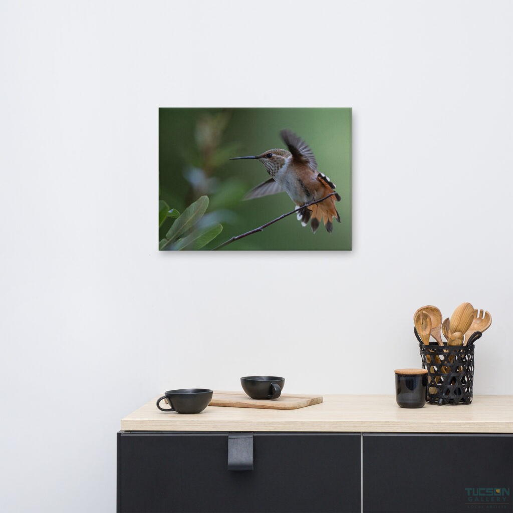Rufous Hummingbird by Leslie Leathers Photography | Wrapped Canvas