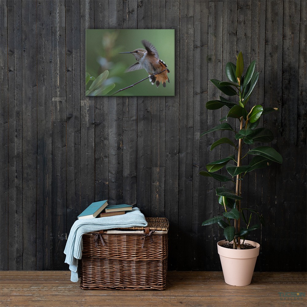 Rufous Hummingbird by Leslie Leathers Photography | Wrapped Canvas