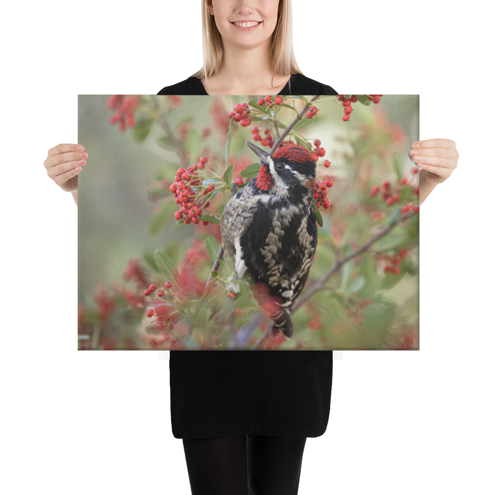 Red Naped Sapsucker by Leslie Leathers Photography | Wrapped Canvas
