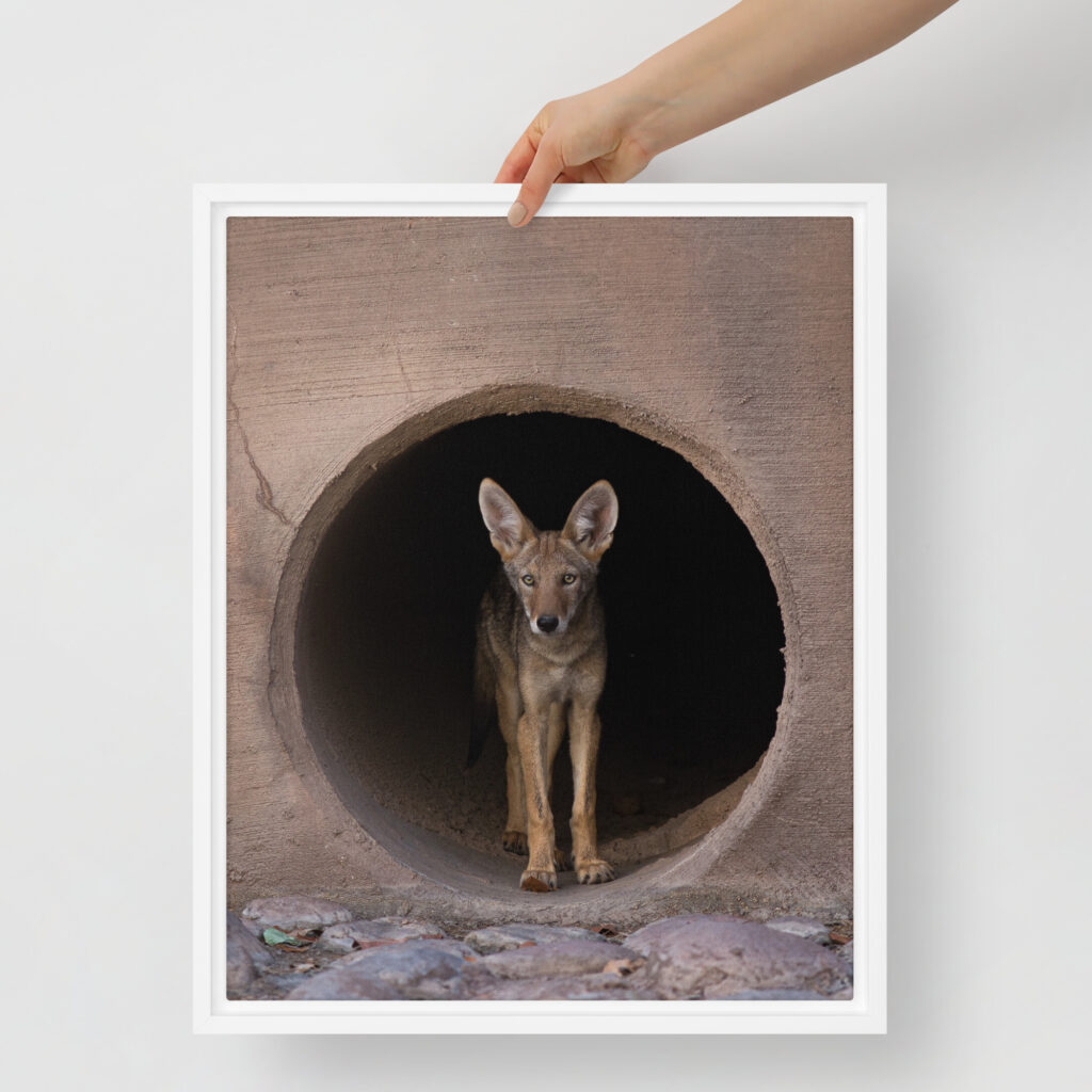 Juvenile Coyote by Leslie Leathers Photography | Framed canvas