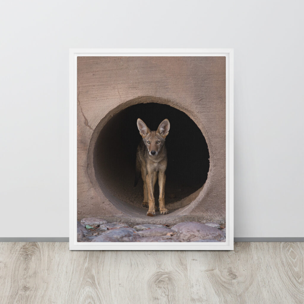 Juvenile Coyote by Leslie Leathers Photography | Framed canvas