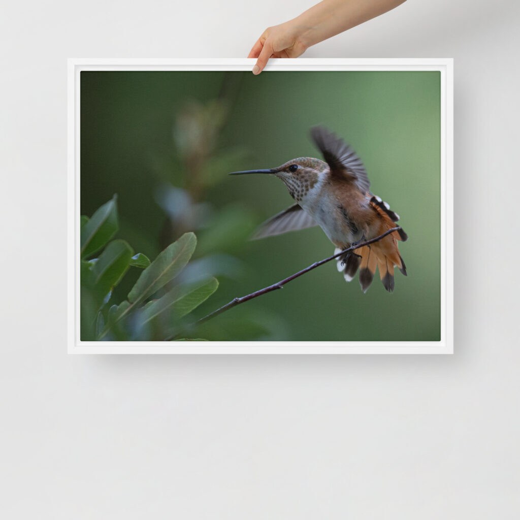 Rufous Hummingbird by Leslie Leathers Photography | Framed canvas