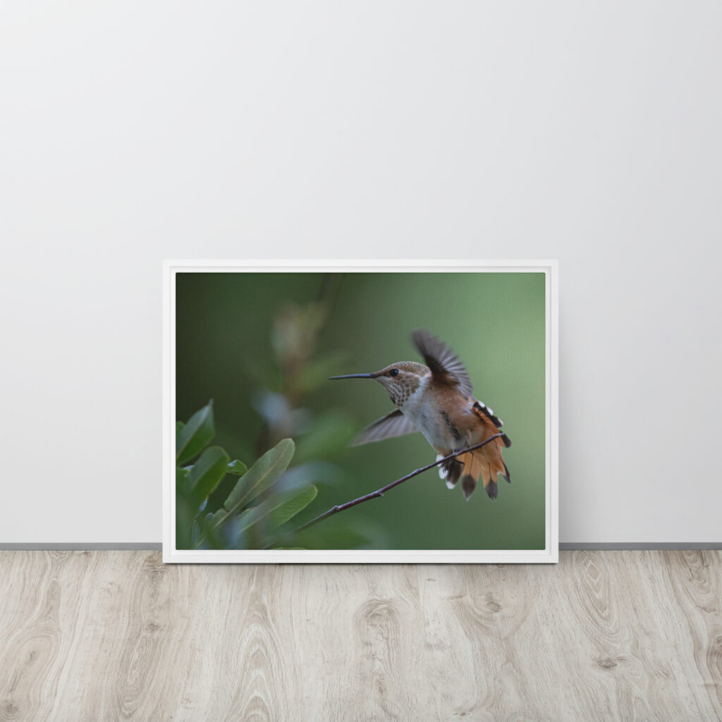 Rufous Hummingbird by Leslie Leathers Photography | Framed canvas