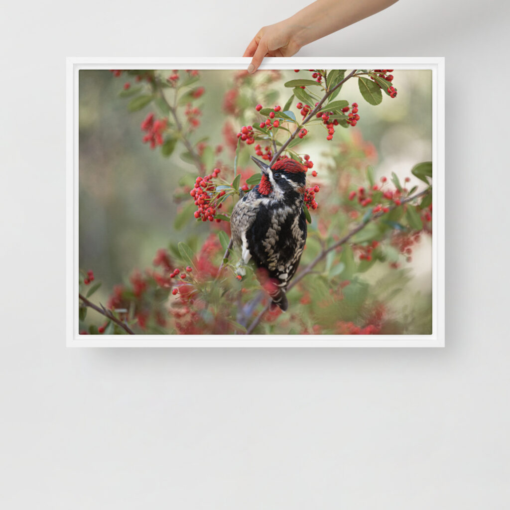 Red Naped Sapsucker by Leslie Leathers Photography | Framed canvas