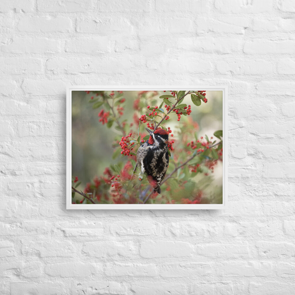 Red Naped Sapsucker by Leslie Leathers Photography | Framed canvas