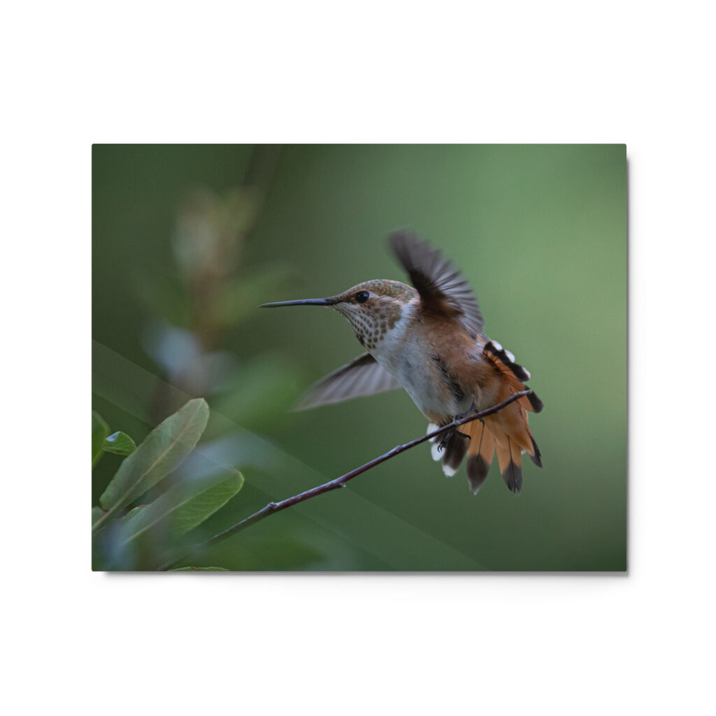 Rufous Hummingbird by Leslie Leathers Photography | Metal prints