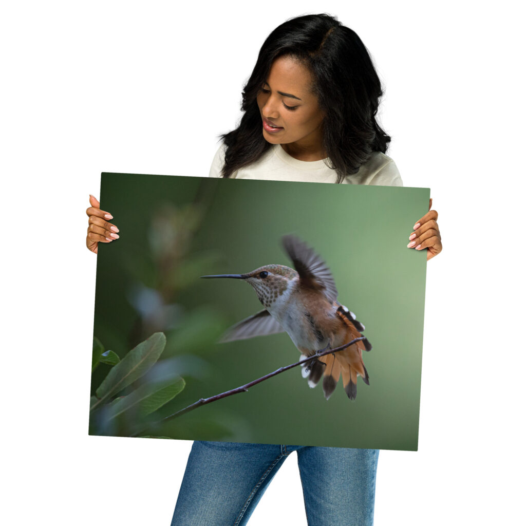 Rufous Hummingbird by Leslie Leathers Photography | Metal prints