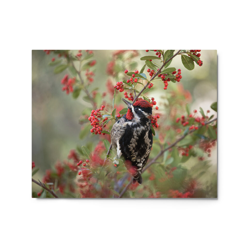 Red Naped Sapsucker by Leslie Leathers Photography | Metal prints