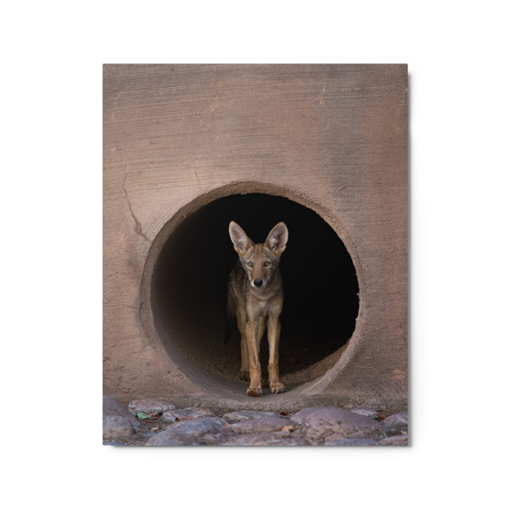 Juvenile Coyote by Leslie Leathers Photogaphy | Metal prints