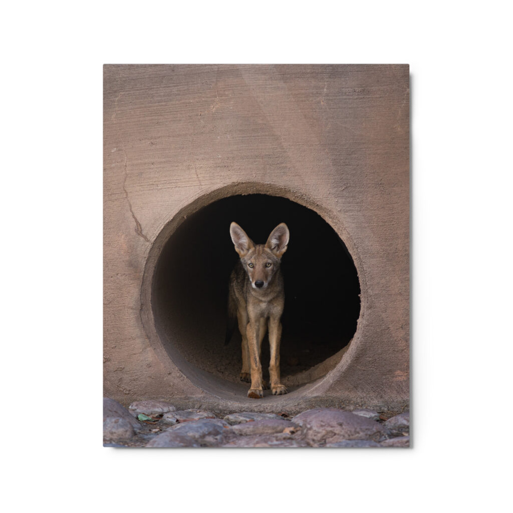 Juvenile Coyote by Leslie Leathers Photogaphy | Metal prints