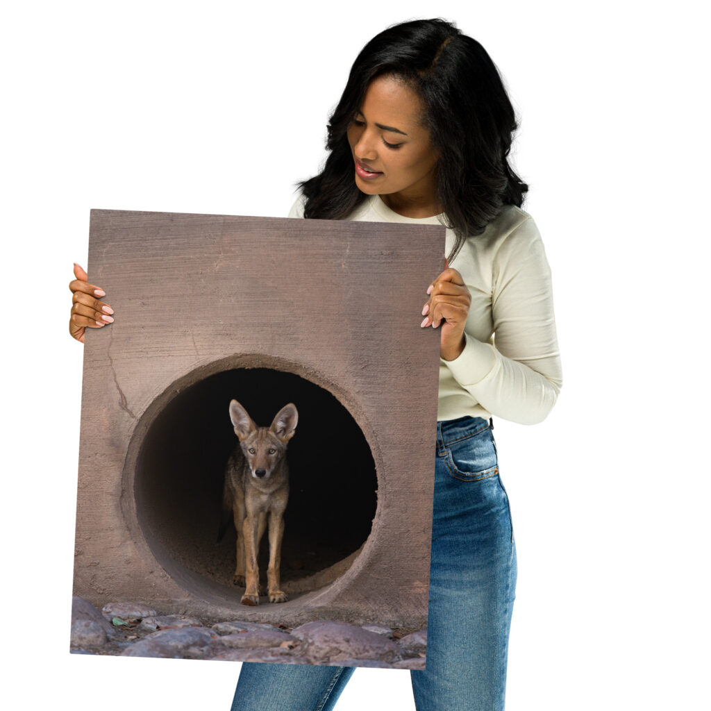 Juvenile Coyote by Leslie Leathers Photogaphy | Metal prints