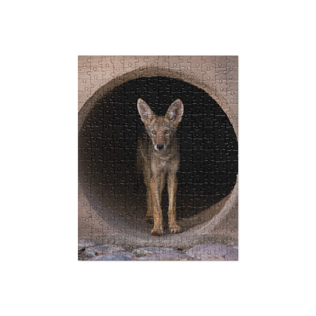 Juvenile Coyote by Leslie Leathers Photography | Jigsaw puzzle