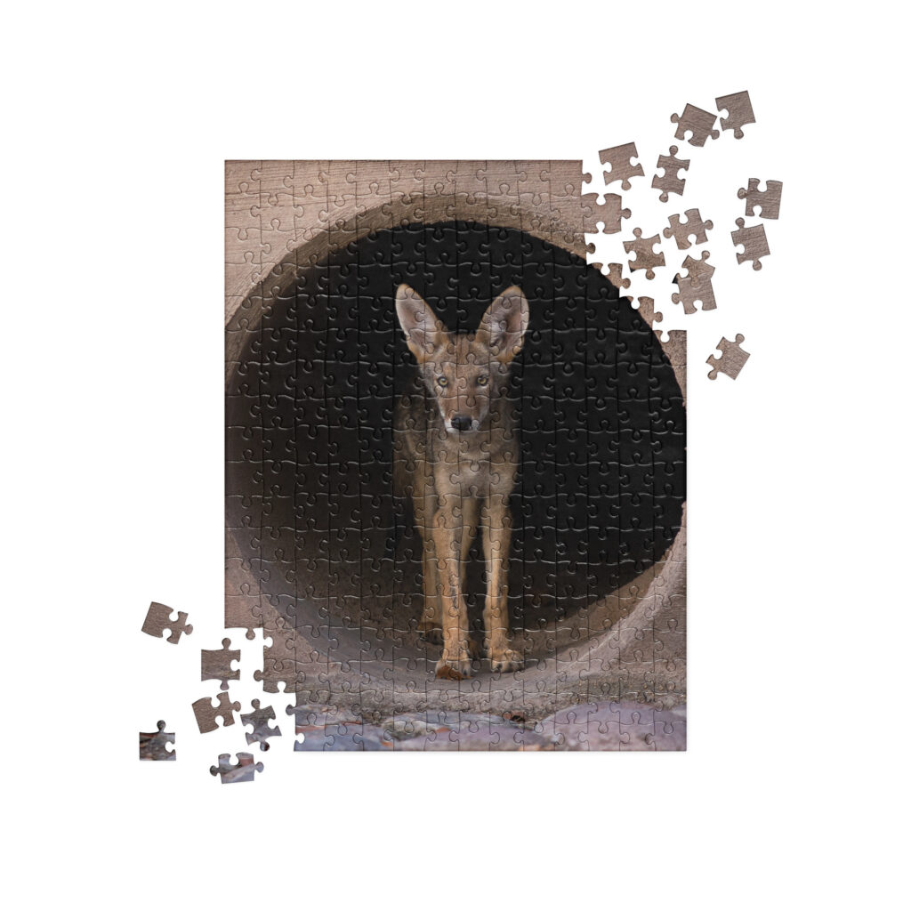 Juvenile Coyote by Leslie Leathers Photography | Jigsaw puzzle