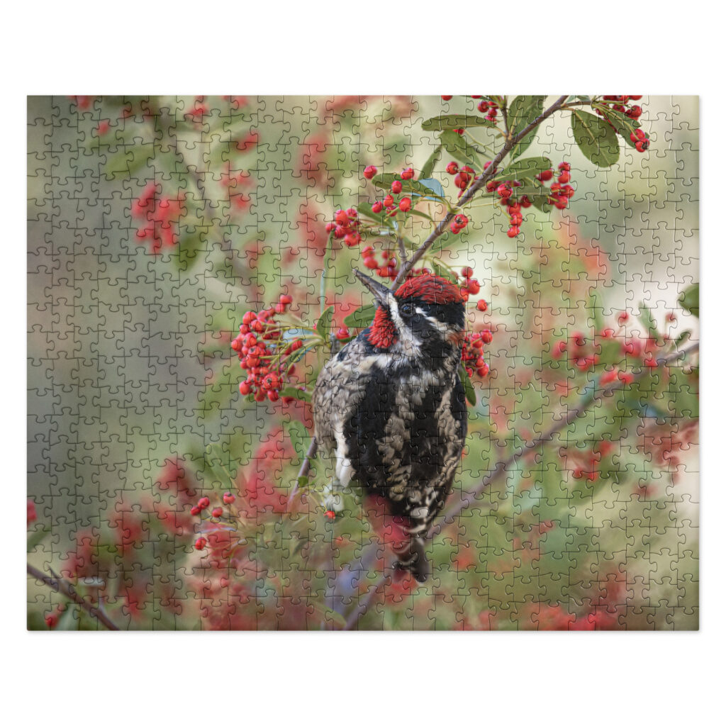 Red Naped Sapsucker by Leslie Leathers Photography | Jigsaw puzzle