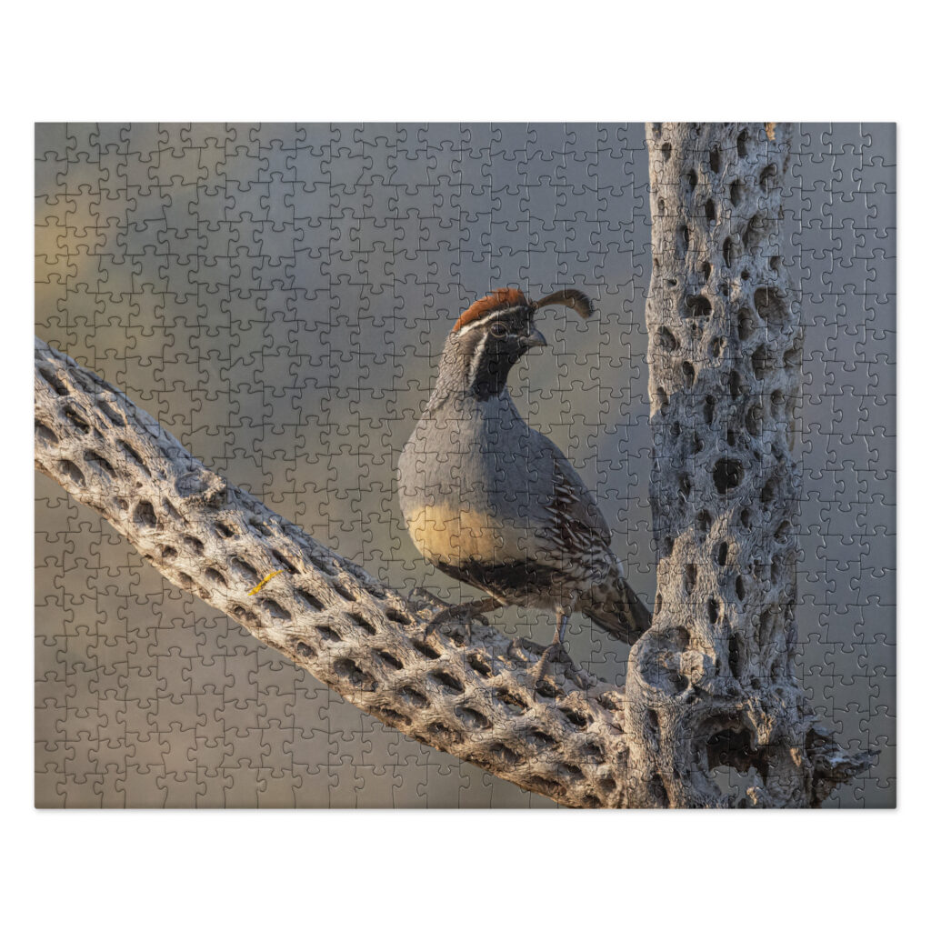 Quail on Cholla by Leslie Leathers Photography | Jigsaw puzzle