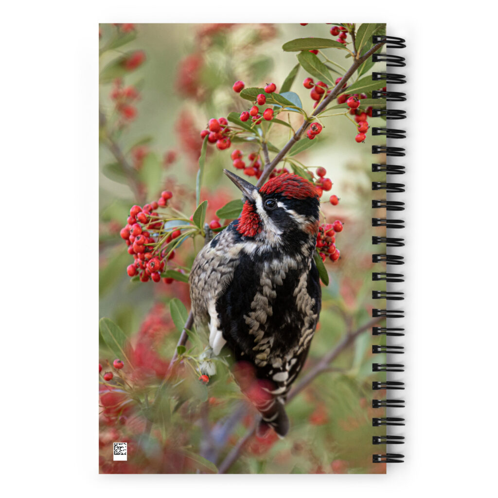 Red Naped Sapsucker by Leslie Leathers Photography | Spiral notebook