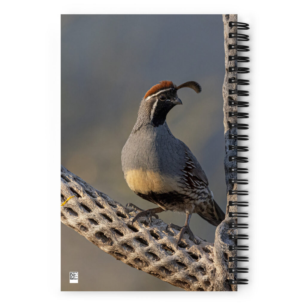 Quail on Cholla by Leslie Leathers Photography | Spiral notebook