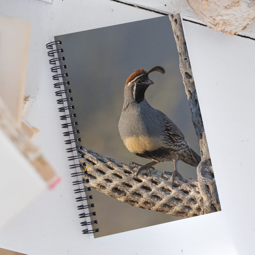 Quail on Cholla by Leslie Leathers Photography | Spiral notebook