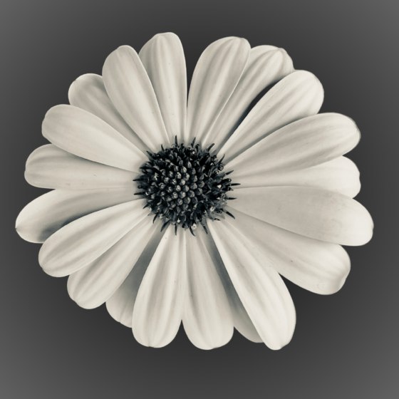 Loves Me Loves Me Not by Enrique Aldana