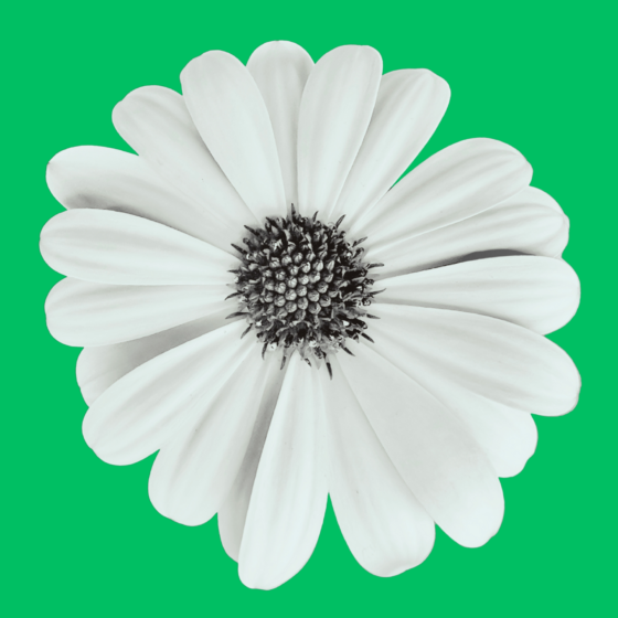 Loves Me Loves Me Not by Enrique Aldana