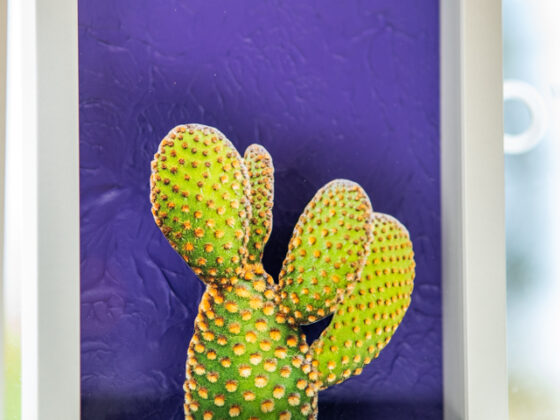 Prickly Pear by Casey James