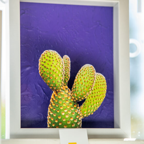 Prickly Pear by Casey James