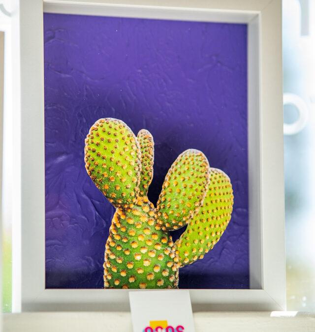 Prickly Pear by Casey James