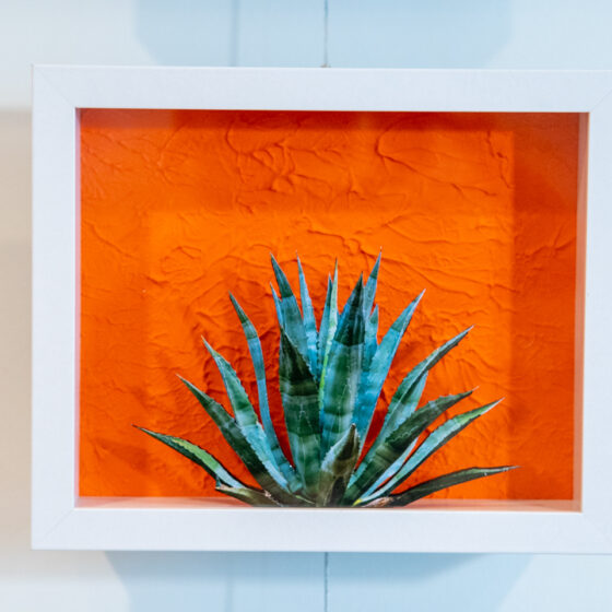 Agave by Casey James