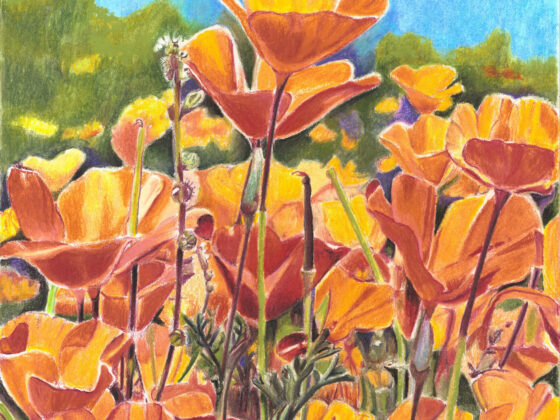 Roadside Poppies by Amber Pierson