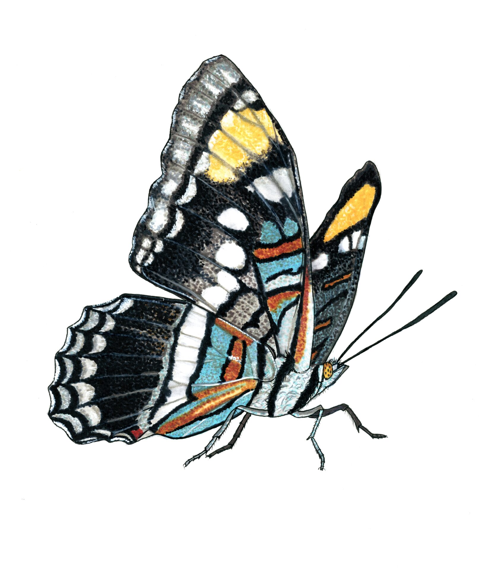 Arizona Sister The Tucson Gallery arizona-sister-the-tucson-gallery