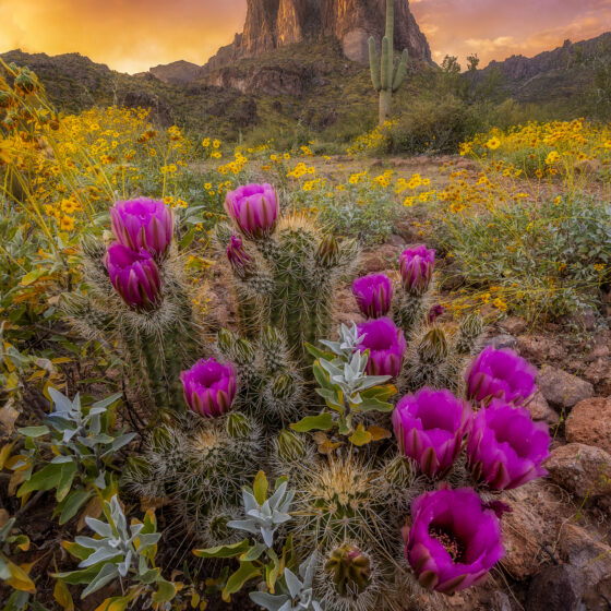 Sonoran Bloom by Sean Parker Photography