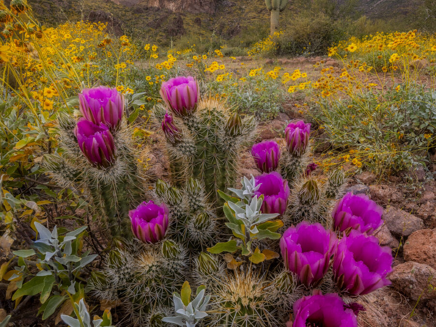 Sonoran Bloom by Sean Parker Photography