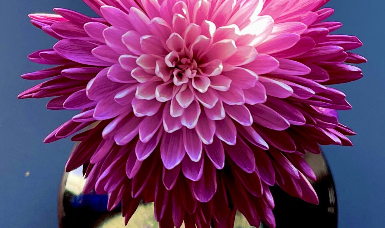 Overhead view of a pink chrysanthemum in a black ceramic ikebana vase