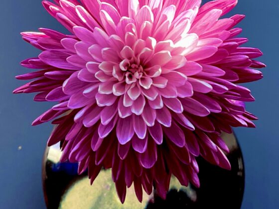 Overhead view of a pink chrysanthemum in a black ceramic ikebana vase