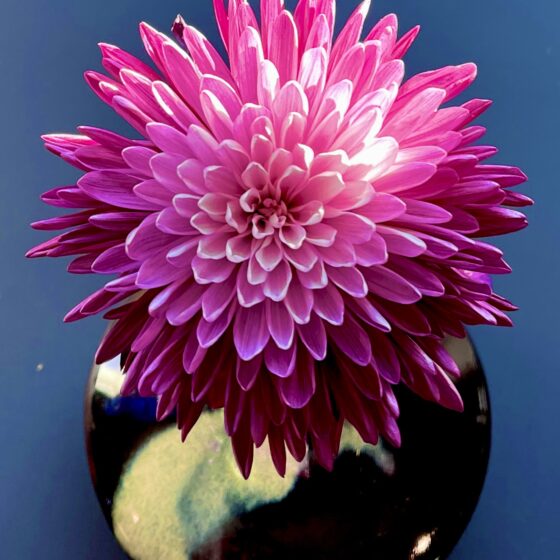 Overhead view of a pink chrysanthemum in a black ceramic ikebana vase