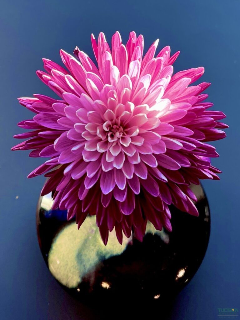 Overhead view of a pink chrysanthemum in a black ceramic ikebana vase