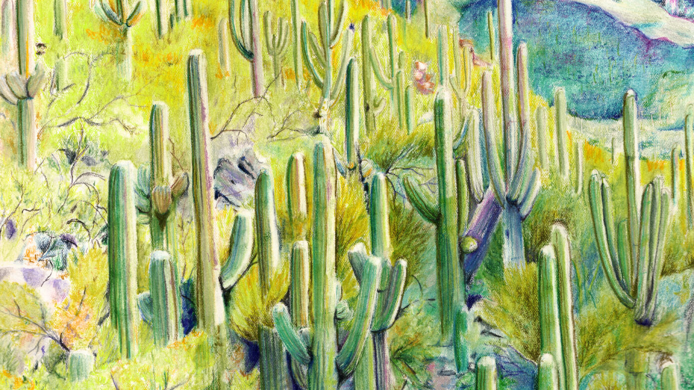 Sabino2 by Amber Pierson