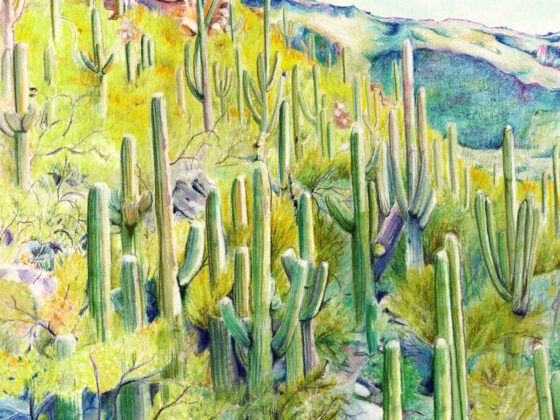 Sabino2 by Amber Pierson